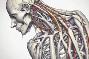 Erbs Palsy and Brachial Plexus Injuries