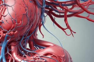 Anatomy Terminology Quiz: Arteries, Auricular Muscles, Nerves, and Blood Vessels