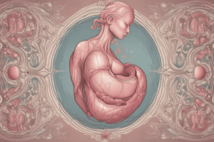 Human Anatomy: Uterus and Fetus