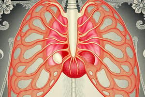 Embryonic Development of the Diaphragm