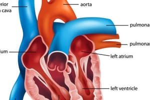 Anatomía del Corazón. Quiz 1