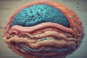 Meningeal Layers in Gray's Anatomy