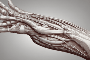 Anatomy of Forearm Muscles