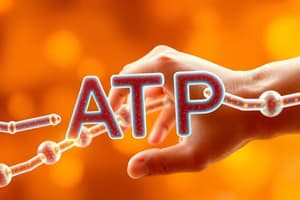 ATP and Muscle Contraction: Energy Metabolism