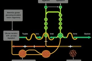 Glucose Metabolism Overview and Regulation