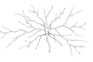 Neurotrasmettitori e Recettori del SNA (Fisio 14)