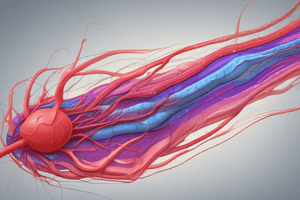 Arteriovenous Differentiation Defects: AVM and HHT