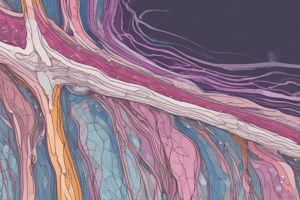 Anatomy LE 1: Connective TIssue and the Skin and its Appendages