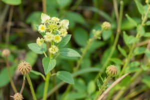 Climate Change and Plant Invasions