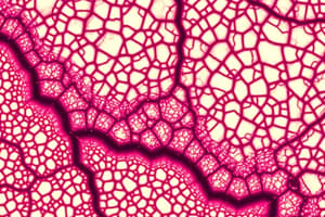 Types of Connective Tissue