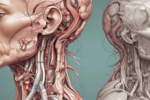 Anatomy of the Parotid Gland