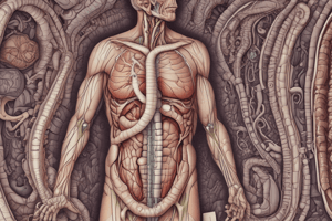 Colon Structure and Functions