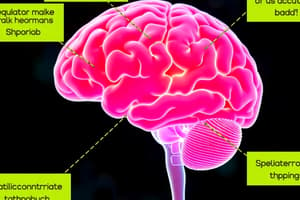 Endocrine System Quiz: Hypothalamus Functions