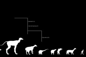 Evolutionary Biology Quiz: Speciation and Cladograms