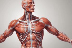 Functions of the Muscular System