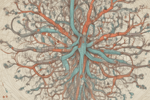 Central Nervous System Stimulants Quiz