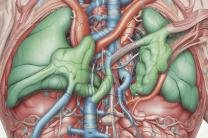 Căi Biliare 2: Anatomie