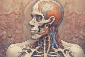 Anatomy of the Respiratory System