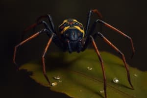 Arachnida: Características y Morfología de Ácaros