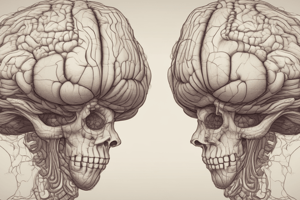 Cerebellum Divisions