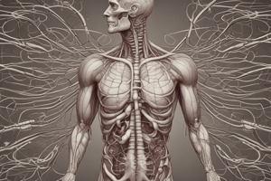 The Respiratory Tract