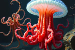 Phylum Cnidaria: Characteristics and Body Plans