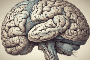 Neuroanatomy: Cerebrum Structure