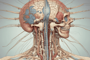 Cranial Nerves and their Functions