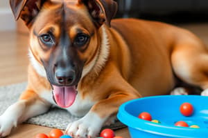 Estimulación Mental para Perros