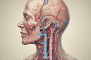 Respiratory System Anatomy