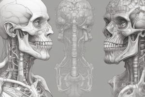 Anatomy of the Oral Cavity