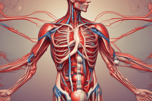 Human Body and Blood Flow Quiz