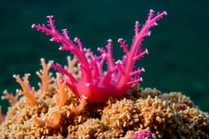 Marine Invertebrates: Sponges