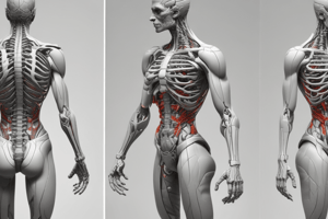 Anatomia Umana - Postura e Baricentro