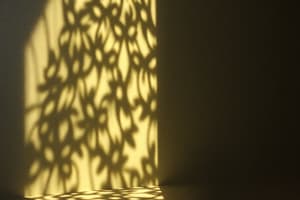 3.2. Light and Shadow Activities