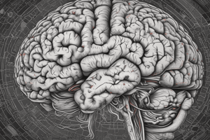 Anatomía del Cerebro: Lóbulos Craneales