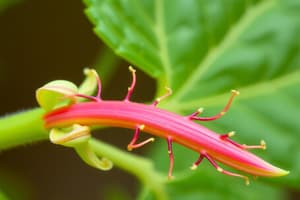 Morfología de Plantas Vasculares