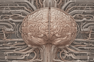 Meninges and Their Functions