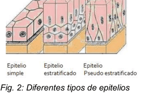 46. Quiz 4 tejidos básicos a sustancia fundamental 105 a 113