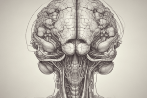 Anatomía del Bulbo Raquídeo