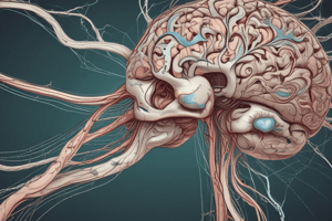 Anatomy of the Central Nervous System