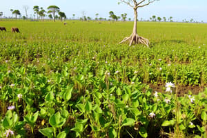 Ecology and Ecosystem Flashcards