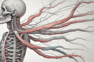 Structure of the Nervous System