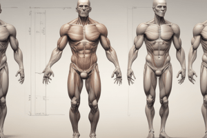 Human Body Muscles Diagram