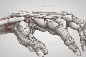 Muscles of the Hand