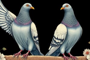 Moroccan Pigeons Quiz