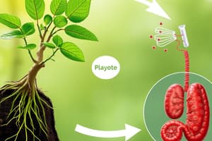 Carbon Cycle Overview