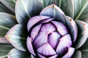 Artichoke Leaves and Their Uses