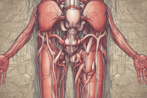 Anatomía de la vejiga urinaria