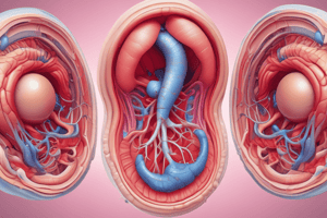 Embryonic Vascular Development Quiz